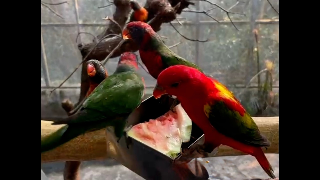 Birds Safari at Surya Shibir Resort Pune By Telco FTA -12 Trainee Batch G2G friends  - January 2026