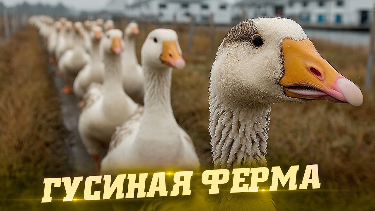 Гусиная ферма. Как это сделано