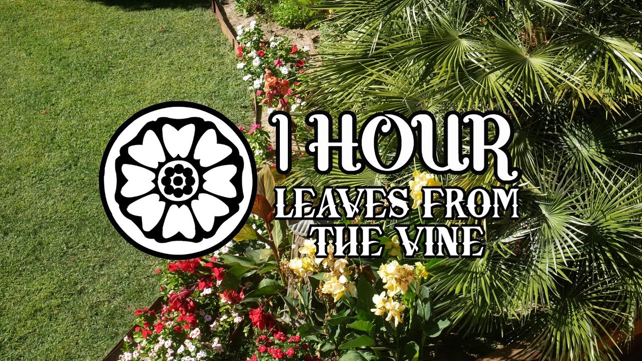 1 HOUR ~Leaves from the Vine | Relaxing Kalimba [Avatar: the Last Airbender]