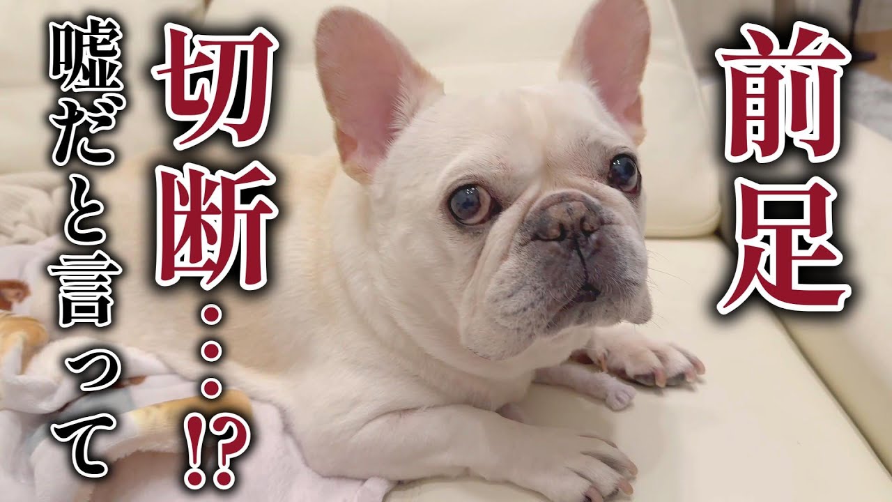 先生から告げられた言葉に気持ちが追いつきません。。【フレンチブルドッグ frenchbulldog】