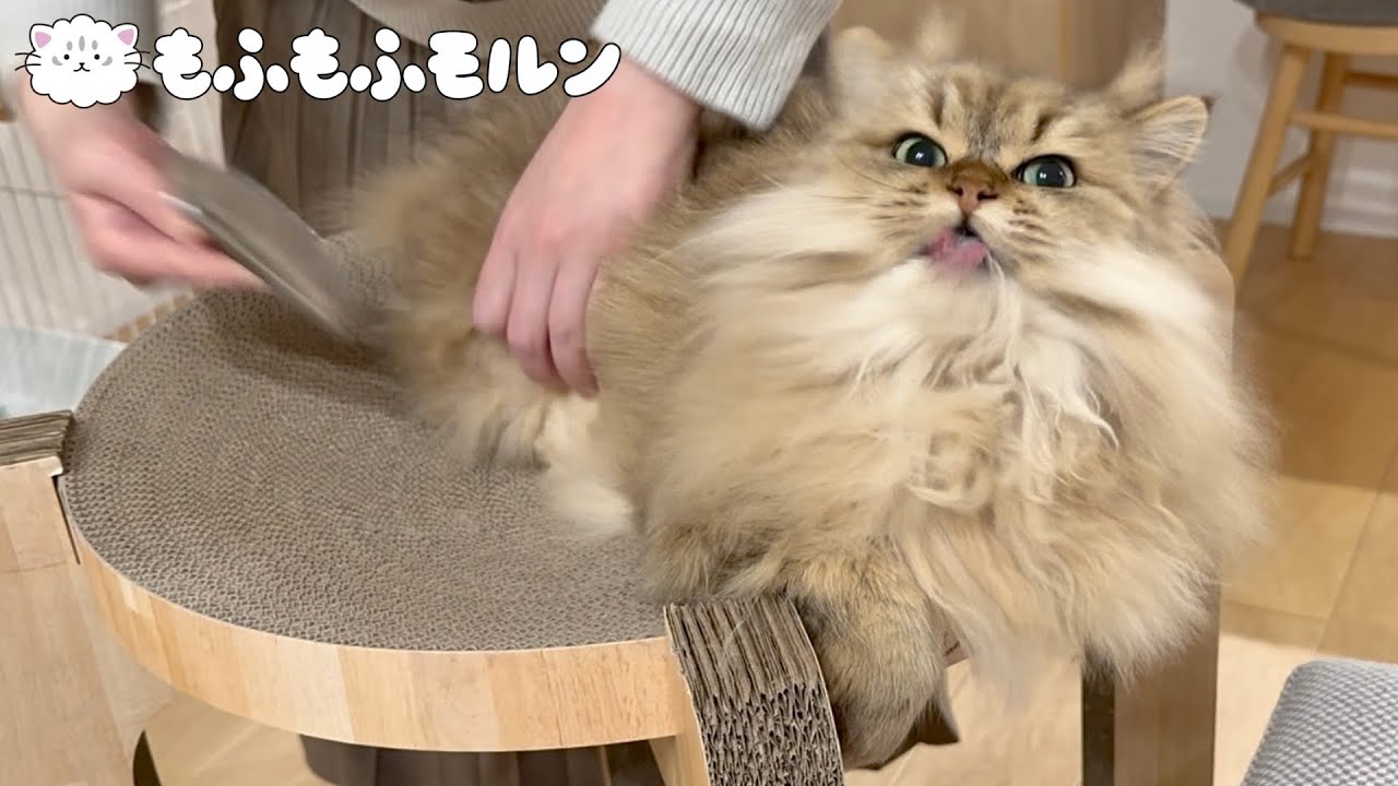 もふもふ猫の夜の日課とは？ 【サイベリアン】