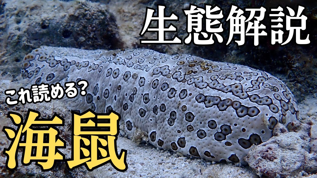 ナマコの生態解説！体に隠された秘密とは？海中のお掃除屋さん【海鼠】