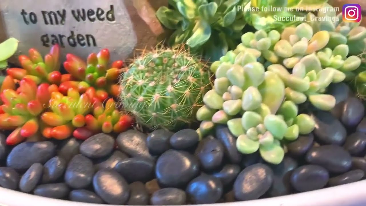 Re-arranging Succulent Arrangement in Oval Dish