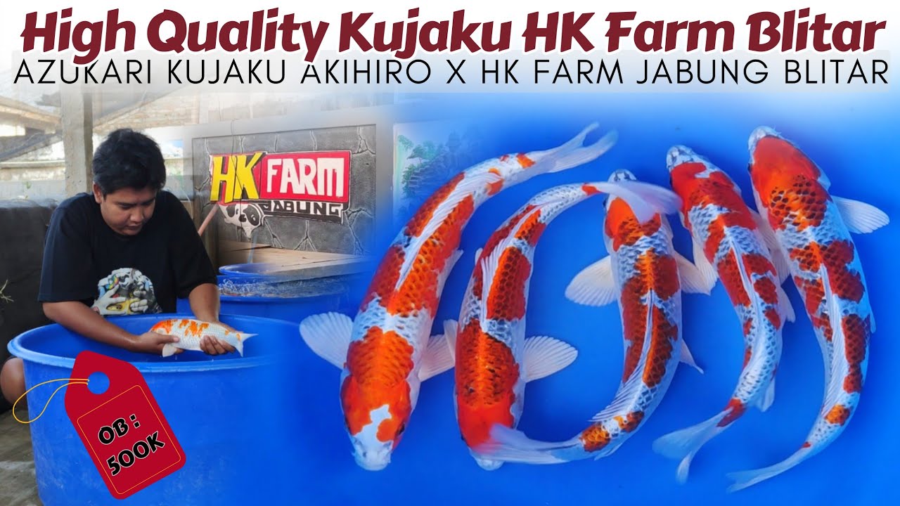 Banyak Bahan Show Quality Kujaku ❗Azukari Kujaku Akihiro x HK Farm Blitar