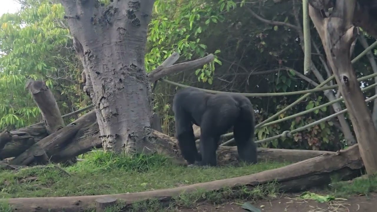 Denny & Ekuba Playtime at v San Diego Zoo pt 2 (12.22.25)