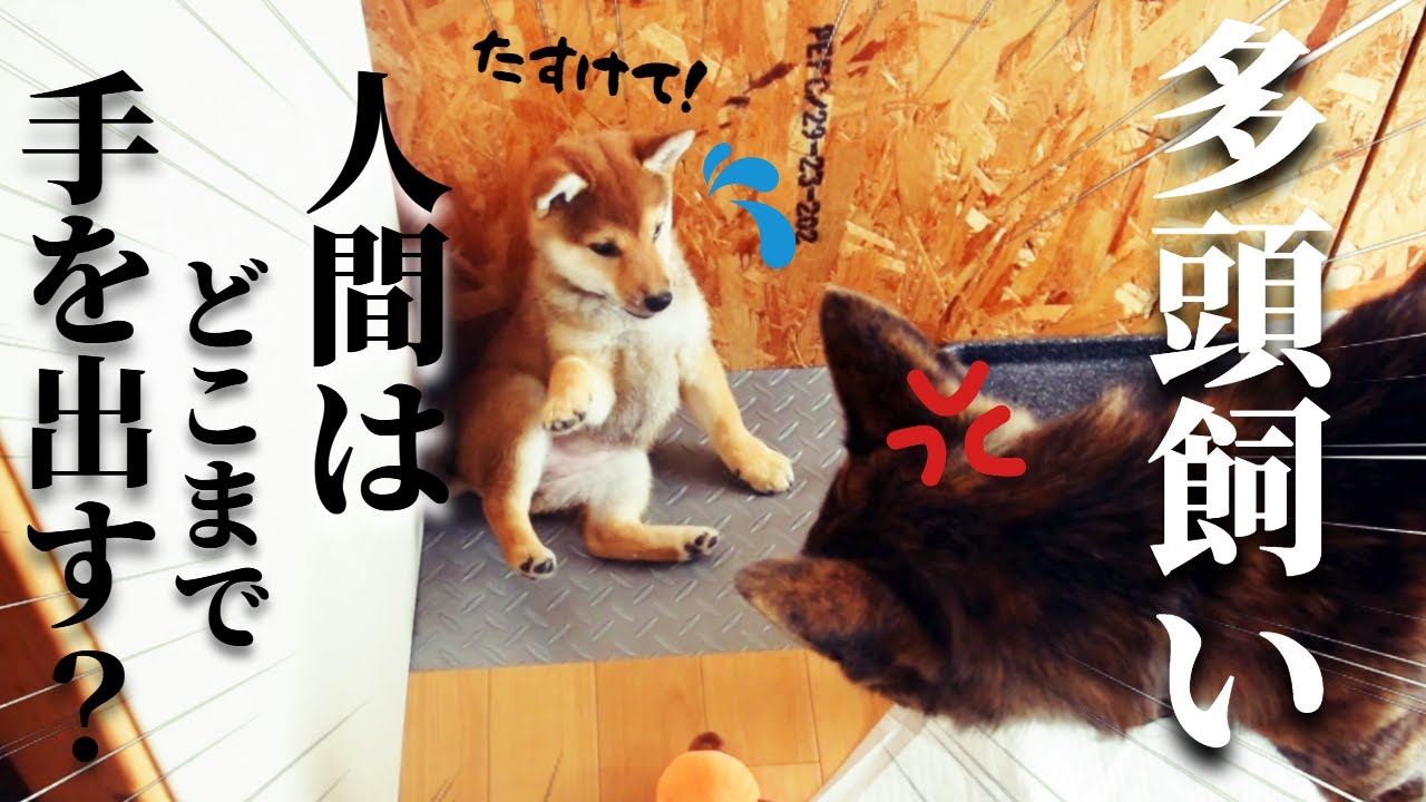 ボスがいれば喧嘩しないなんて嘘！？多頭飼いするならここを気を付けて！【甲斐犬・柴犬】