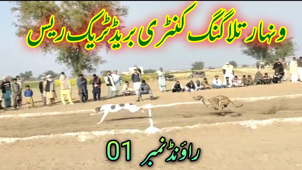 Dog race Round 01|Wanhar Talagang |Track Race|Country Breed|Part 01|ونہار تلاگنگ ٹریک ریس راؤنڈ 01