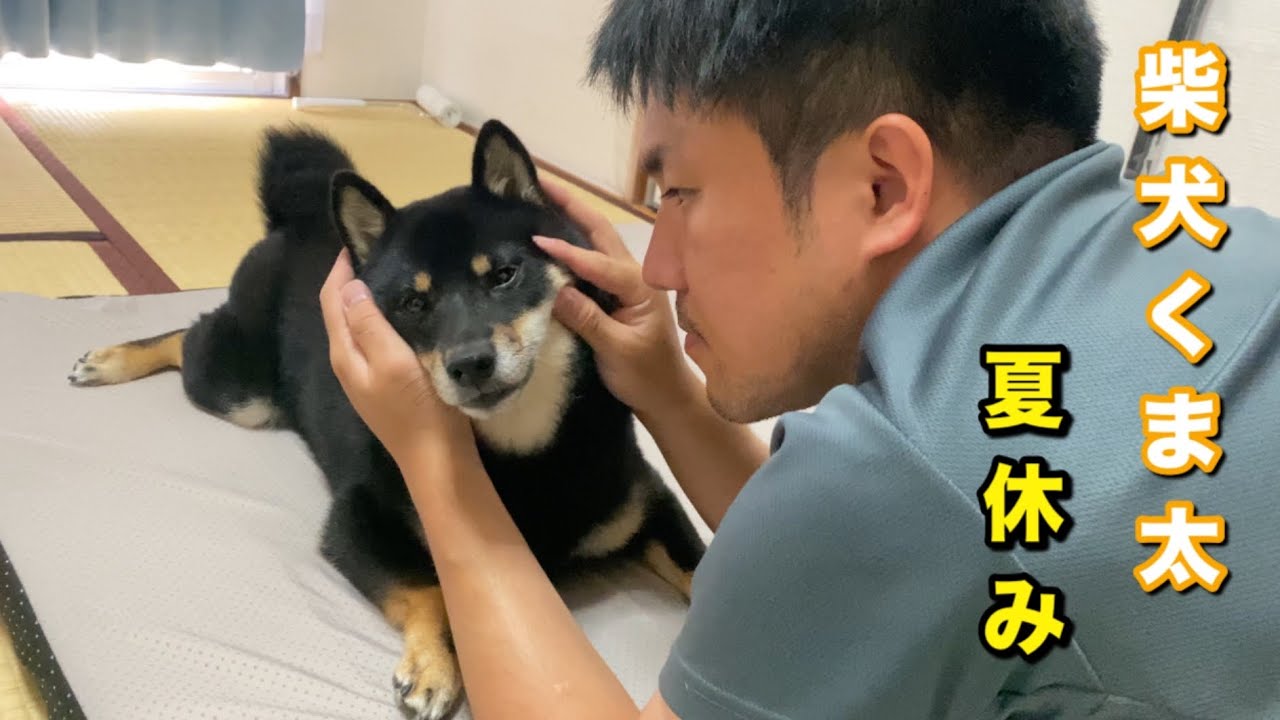 柴犬くま太　　夏休みの過ごし方