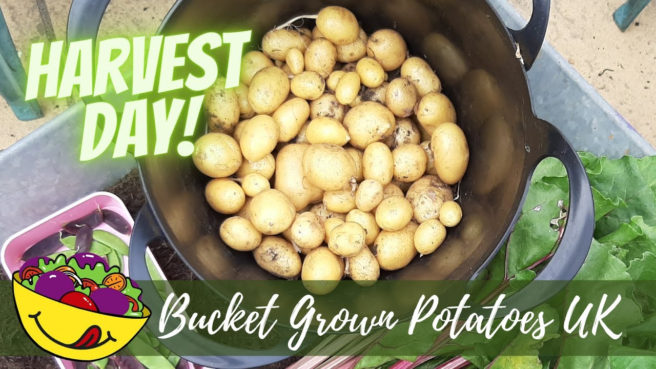 1st Potato Harvest of the year! Bucket grown potatoes UK