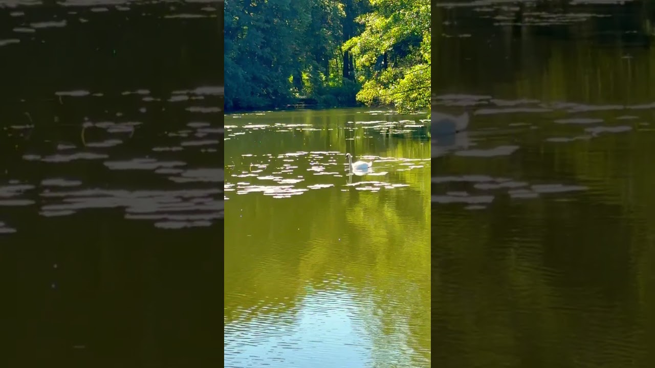 Pałac w Kopicach #swan #palace #pałac #kopice #łabędź #water #kopice #swimming #birds #nature #swim