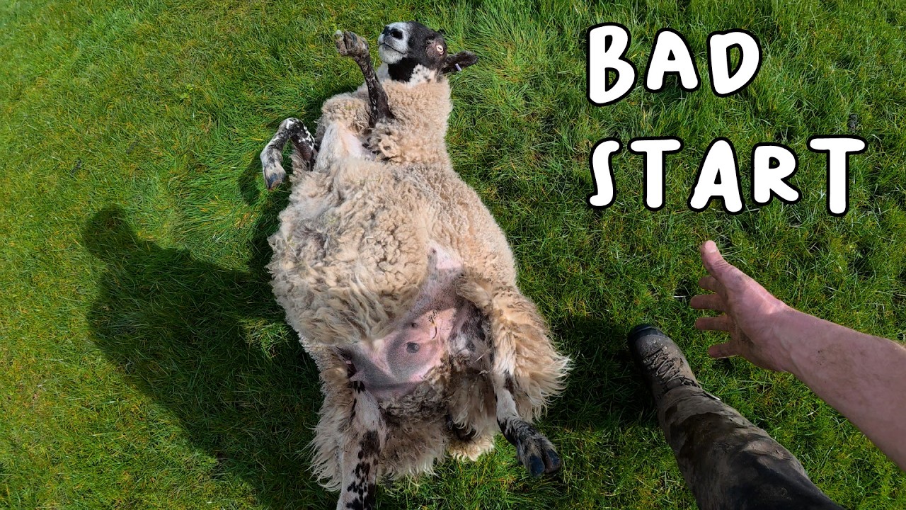 Lambing 2026 - Day 1