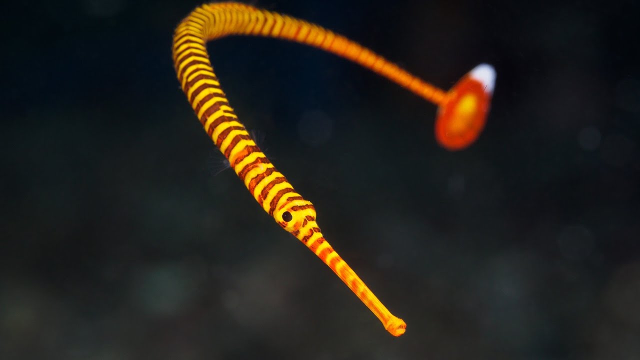 Facts: The Pipefish