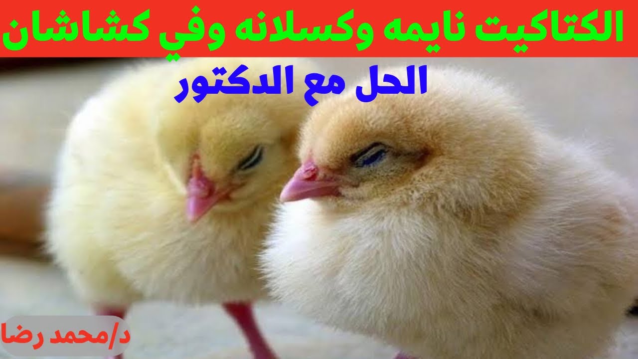 علاج كتاكيت نايمه وكسلانه علاطول وفي كشاشان مع الدكتور محمد