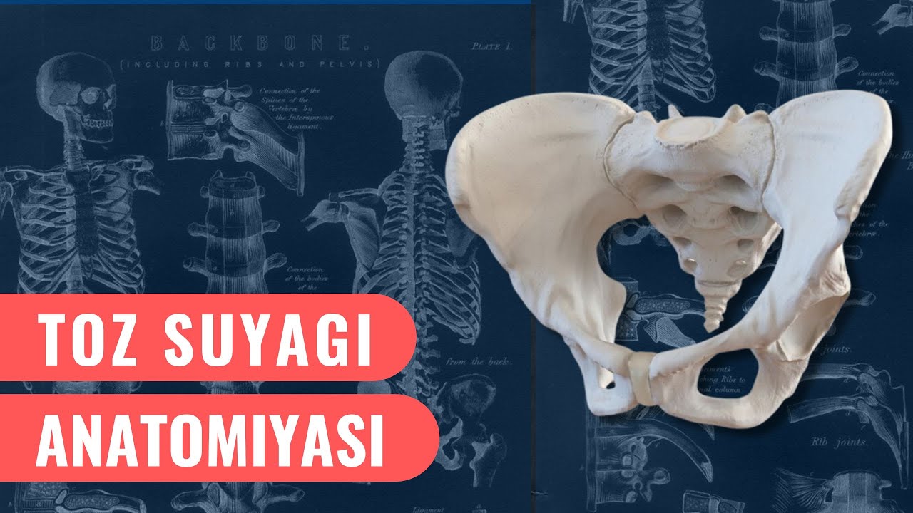 TOZ (CHANOQ) SUYAGI ANATOMIYASI | FEMURUS