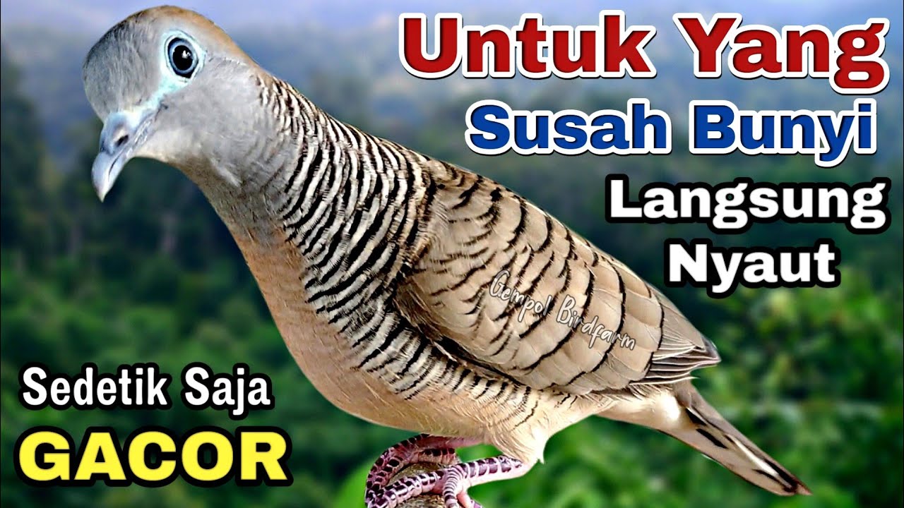 Perkutut lokal gacor suara besar pancingan untuk yang susah bunyi langsung nyaut.