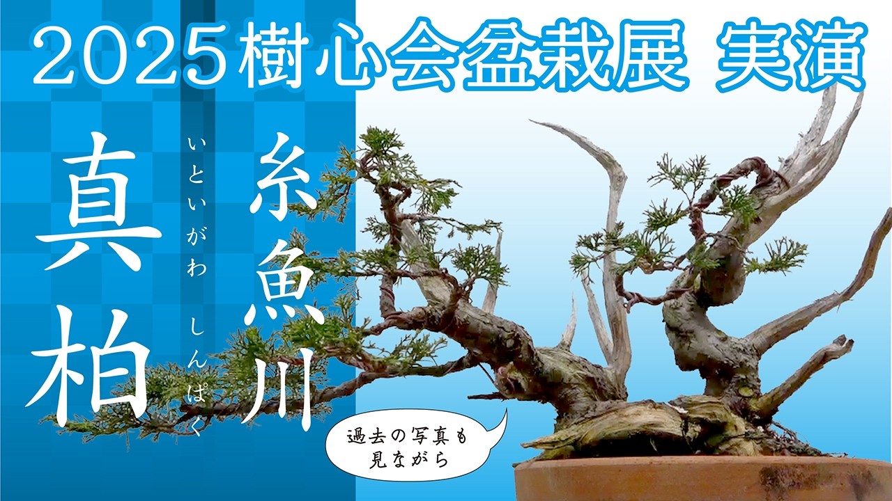 【糸魚川真柏】畑作りで25年　【後半】編集後記：今後の計画、展望など