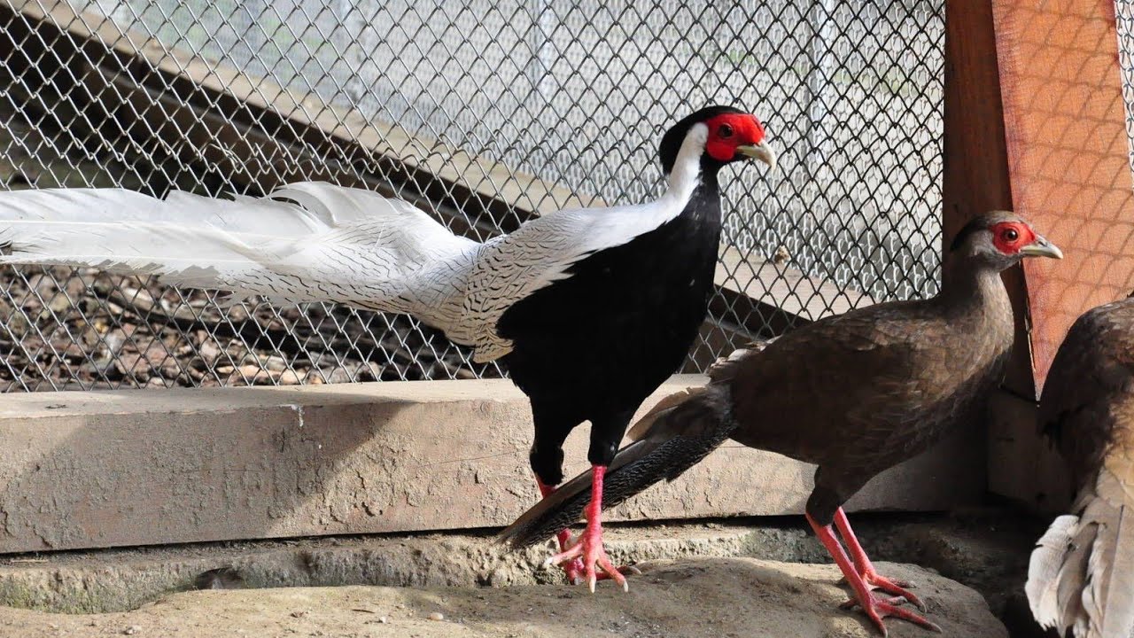 silver pheasant breeding || silver pheasant price in pakistan || pheasant bird farming || HD1080P ||
