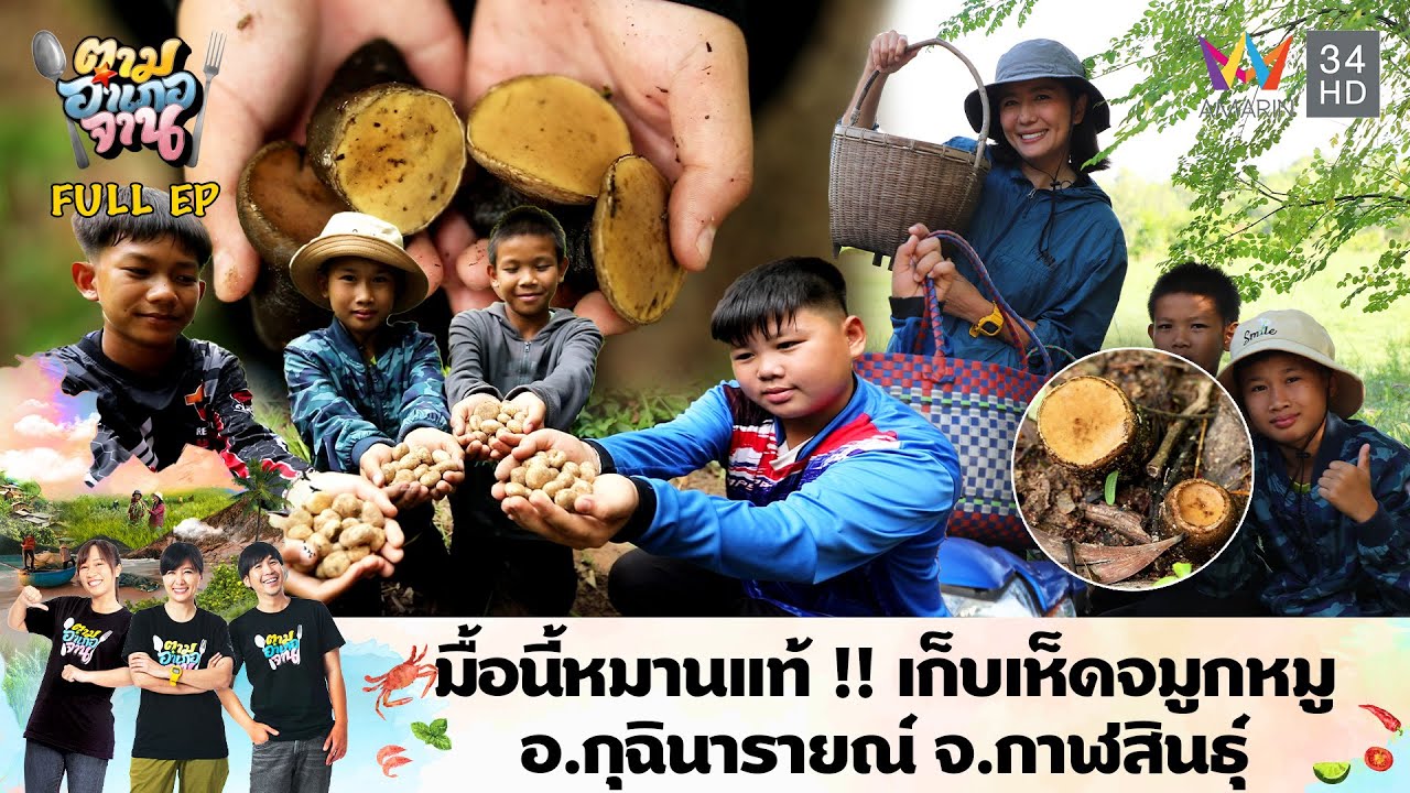 มื้อนี้หมานแท้ !! เก็บเห็ดจมูกหมู อ.กุฉินารายณ์ จ.กาฬสินธุ์ | ตามอำเภอจาน | 23 ก.ค. 67 Full EP