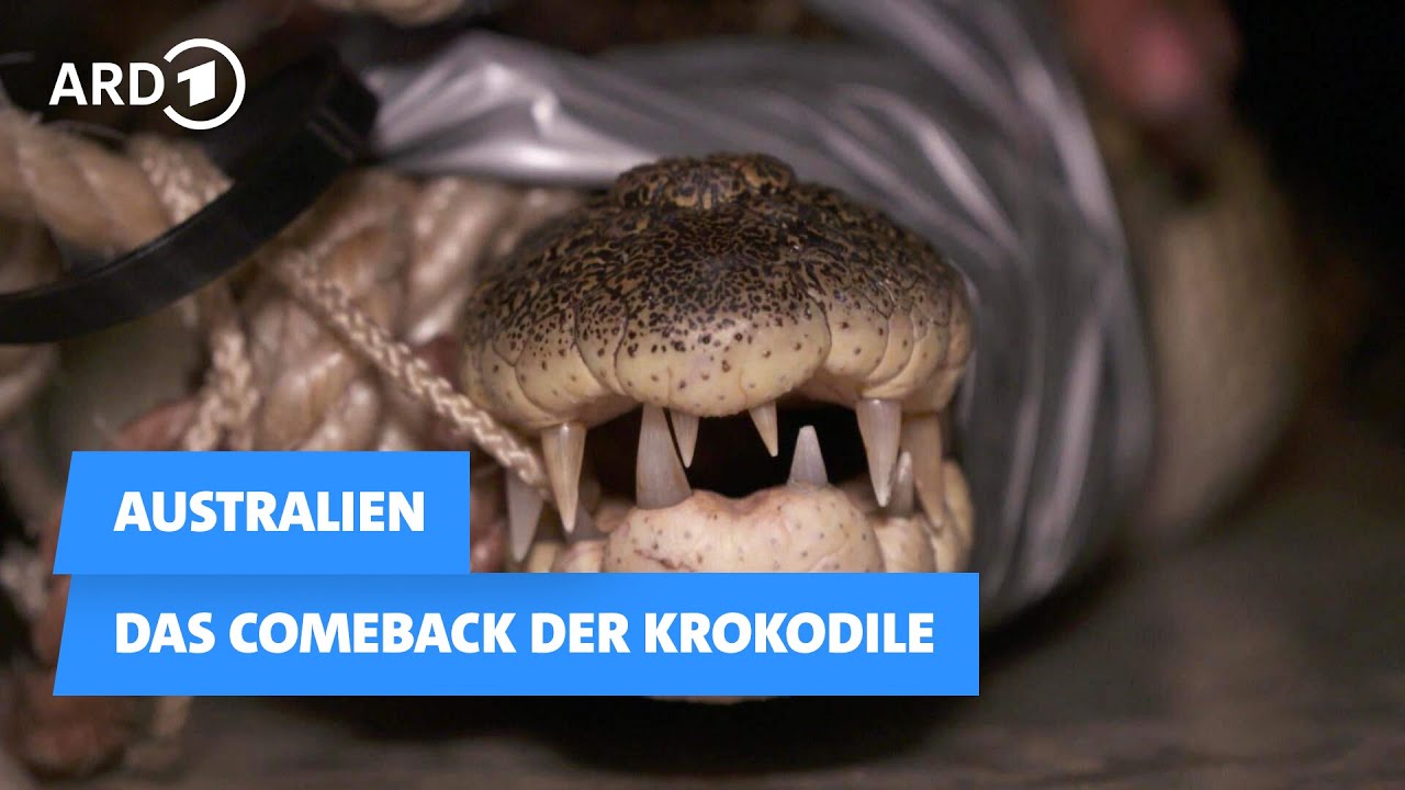 Australien: Das Comeback der Krokodile