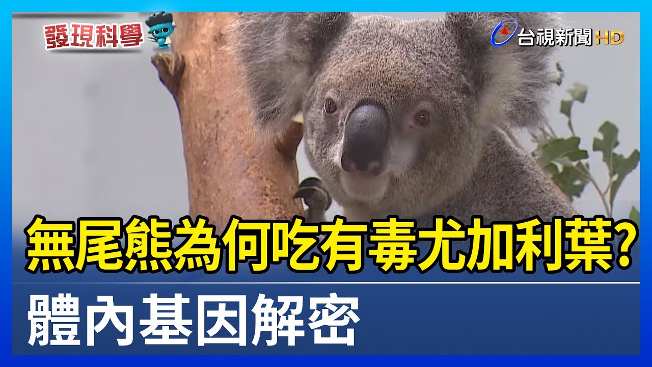 無尾熊為何吃有毒尤加利葉？體內基因解密【發現科學】