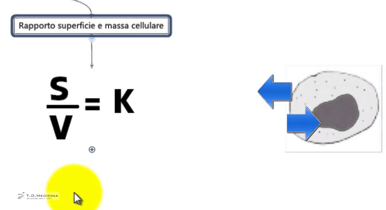 2.4 Dimensioni cellulari