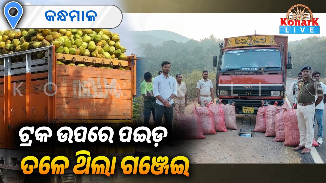 ପଇଡ଼ ବୋଝେଇ ଟ୍ରକରେ ଗଞ୍ଜେଇ ଚୋରା ଚାଲାଣ || KONARK LIVE