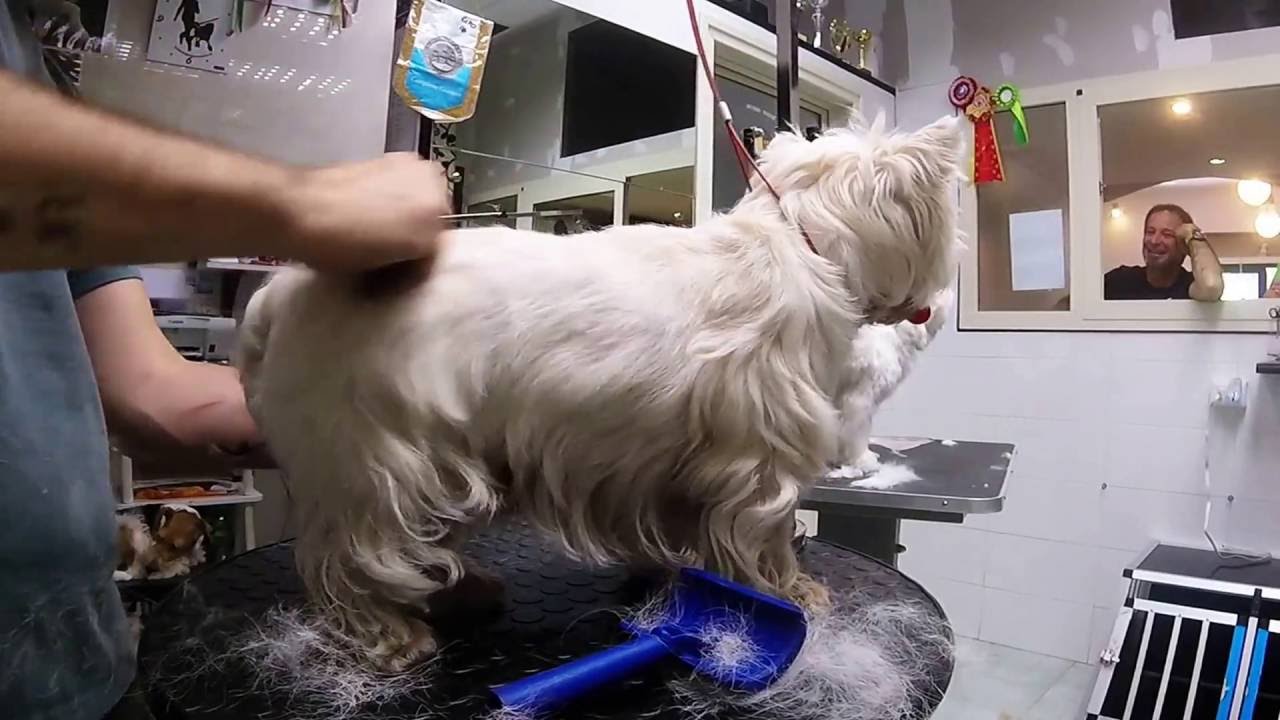 West Highland white terrier  trimming