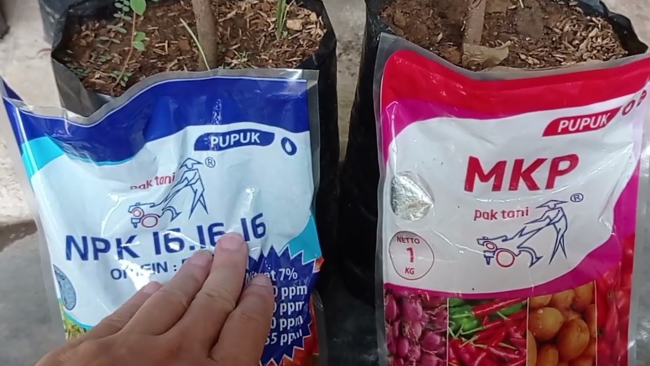 Perbedaan Fungsi Pupuk NPK 16 16 16 Dengan MKP