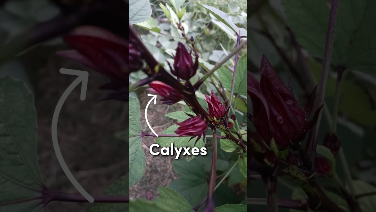 Southern Tea Garden 101: How to grow more Roselle Hibiscus with pruning and propagation! #gardening