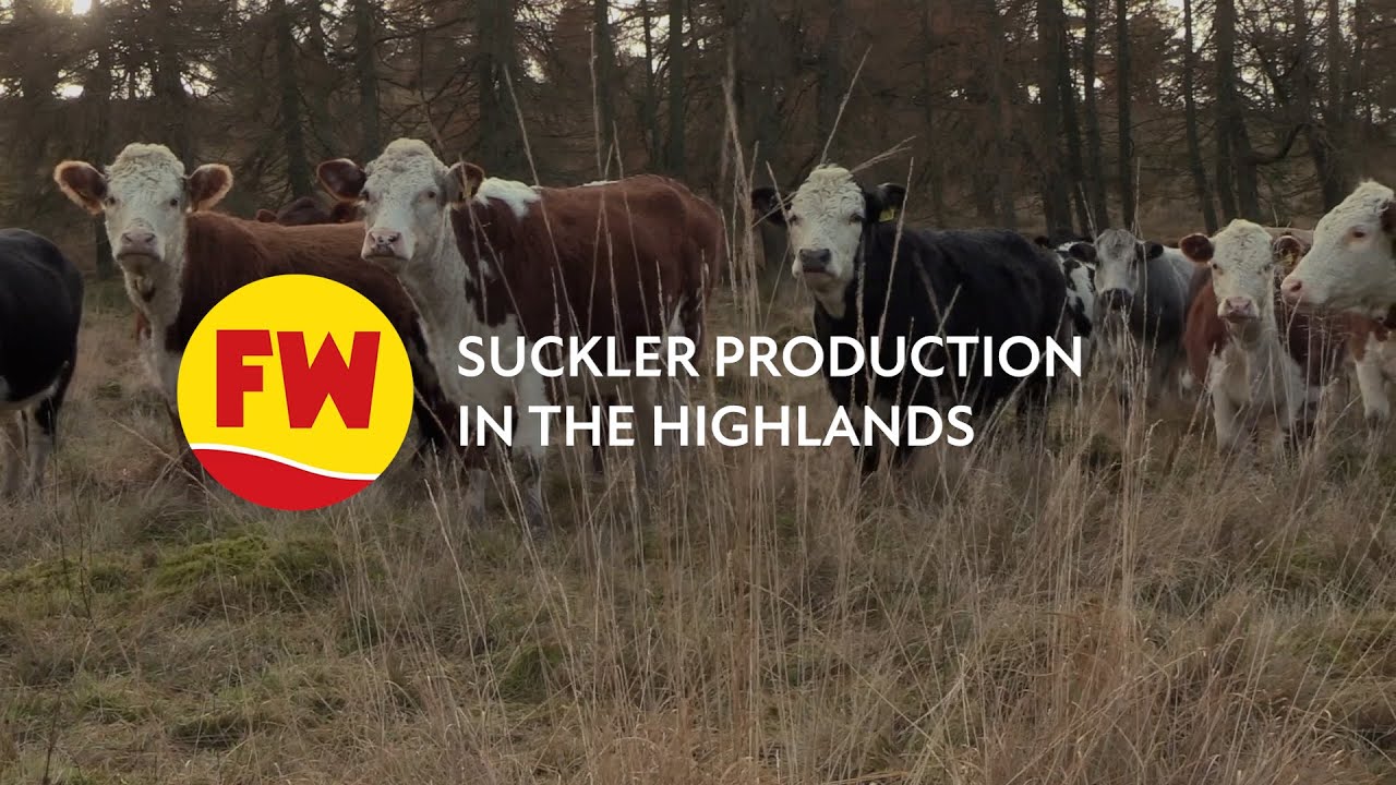 New entrants harness hills with £106 a cow winter feed cost