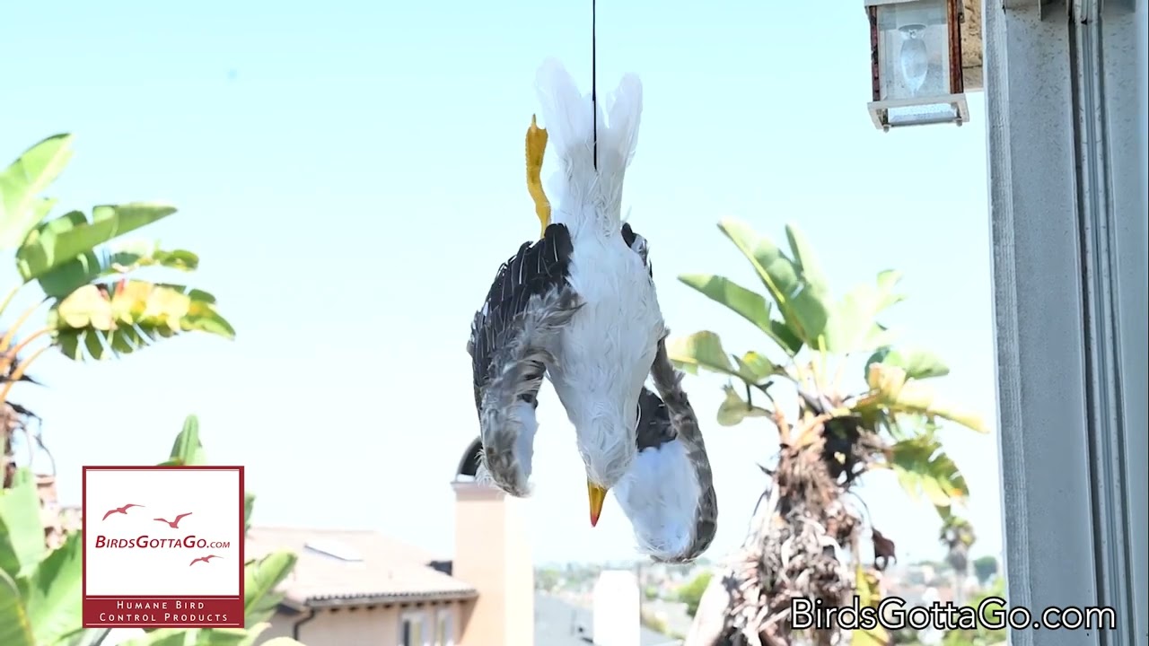 Dead Seagull Deterrent Decoy Scare Away Gulls @  Birdsgottago.com