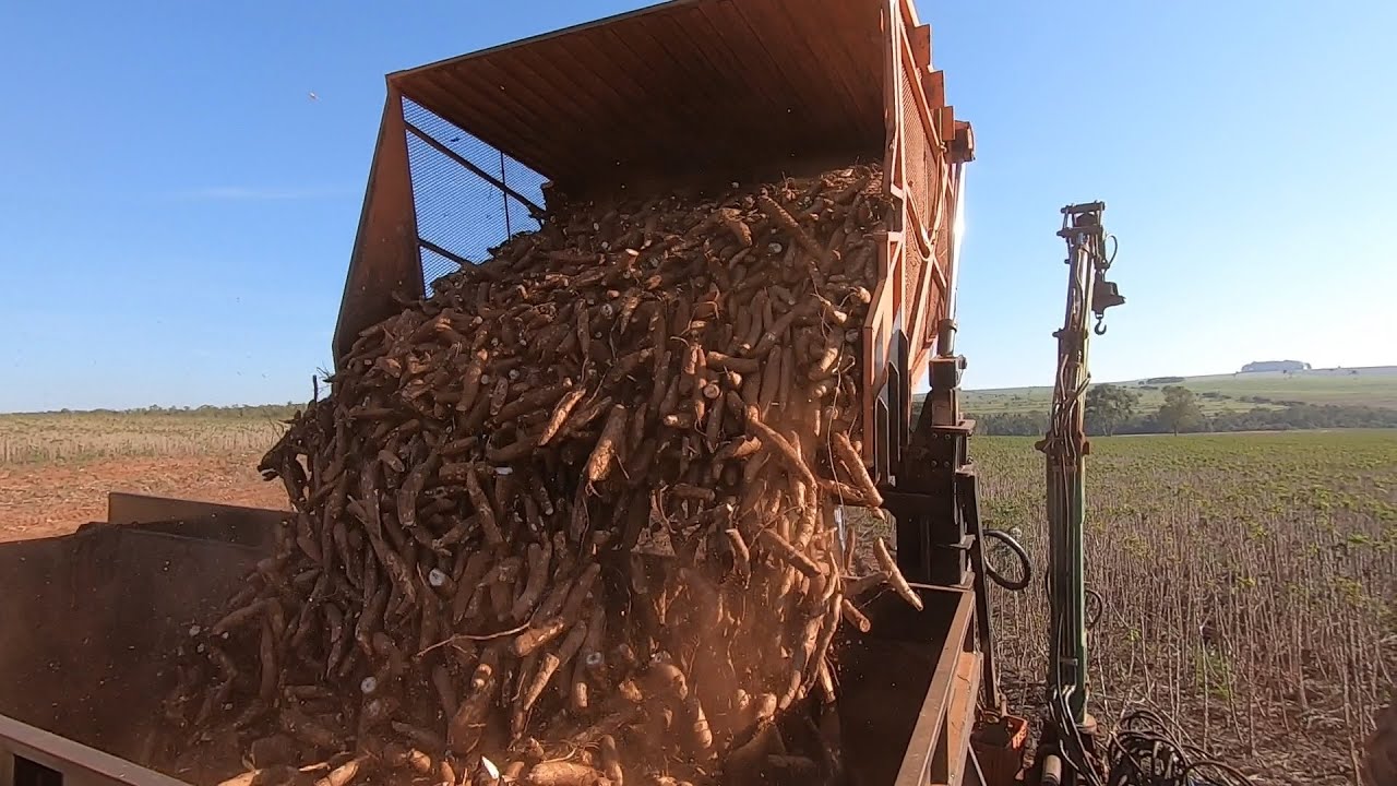 COLHEITA DE MANDIOCA COM TRANSBORDO