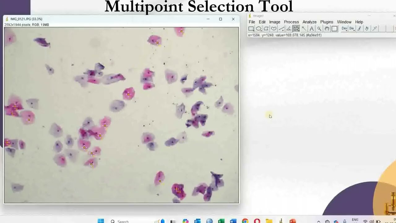 ImageJ: Multipoint Selection tool