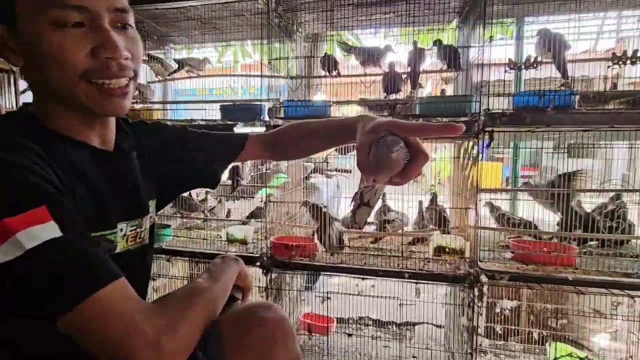 Ke pasar burung membeli burung derkuku tekukur istimewa