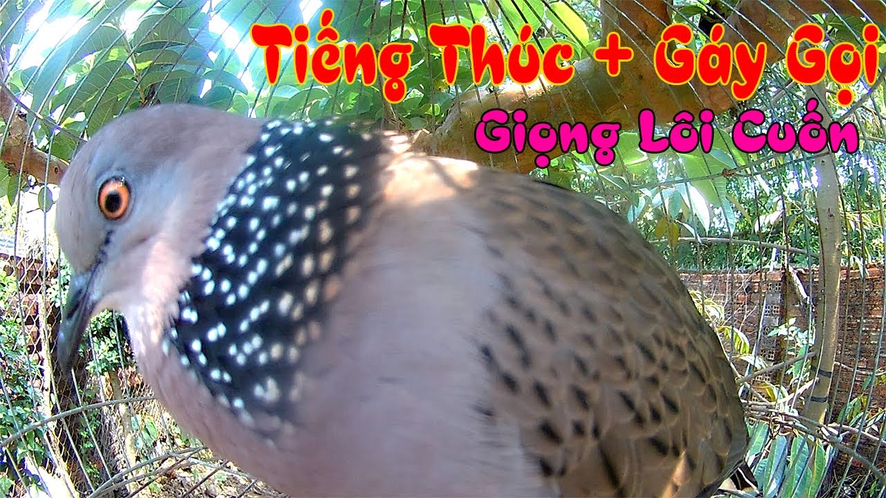 Tiếng chim cu gáy mồi gáy nhiều, bổi nghe cũng gáy nhiều theo