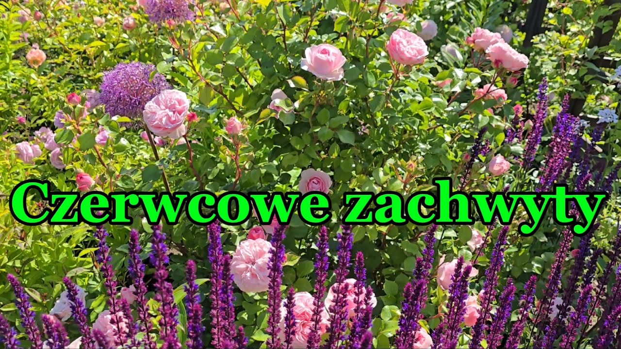 Czerwcowe zachwyty  czyli najpiękniejsze zakątki ogrodu.🌿🌸🌺 14 czerwca 2025