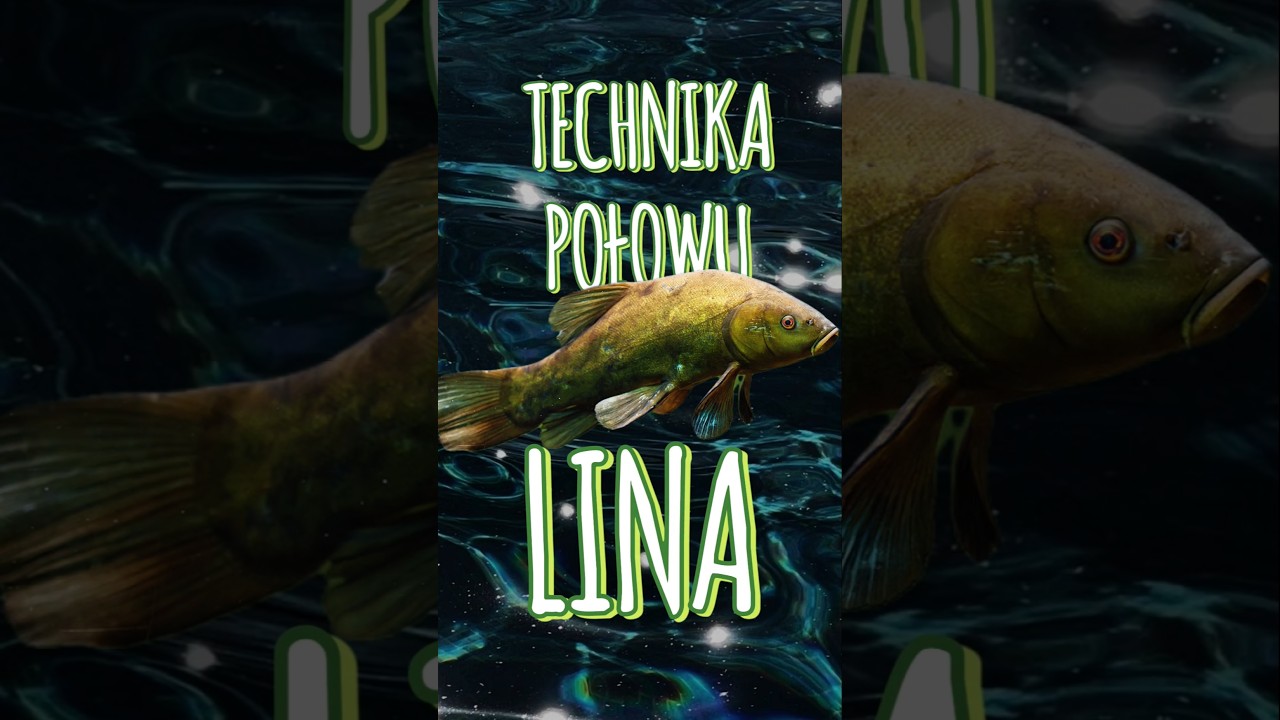 Technika połowu lina. Jak łowić lina? Gdzie szukać lina? Kilka porad dotyczących połowu lina. #lin