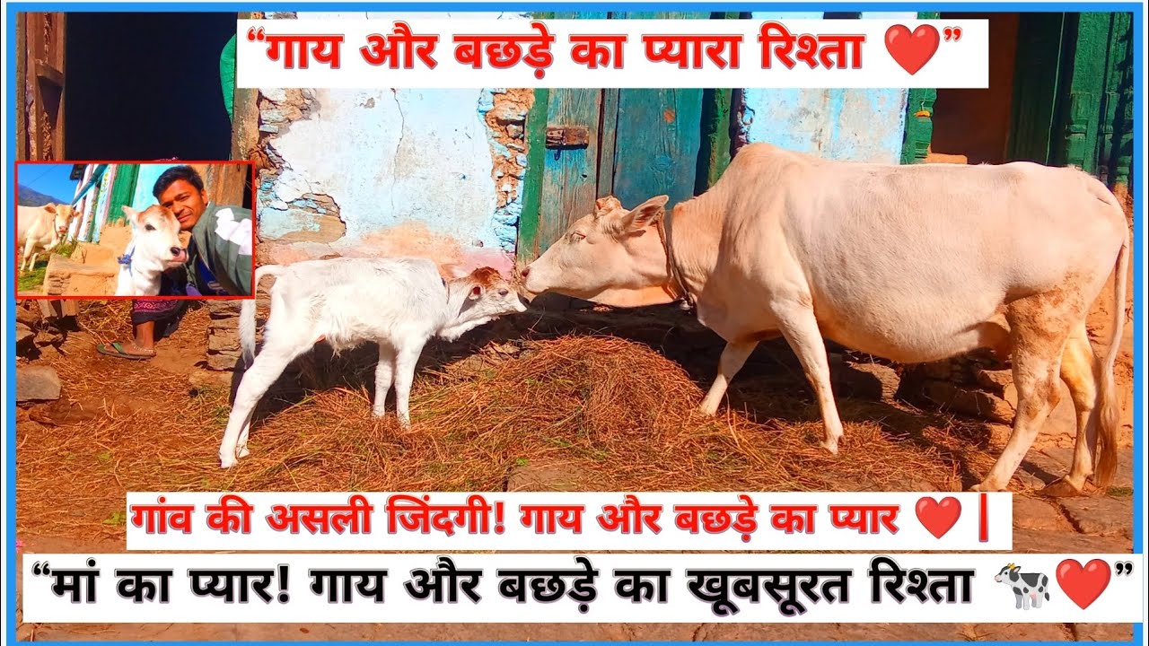  गाय और बछड़े का प्यारा रिश्ता गांव की असली जिंदगी गए और बछड़े का प्यार: मां का प्यार गाय और बछड़े 