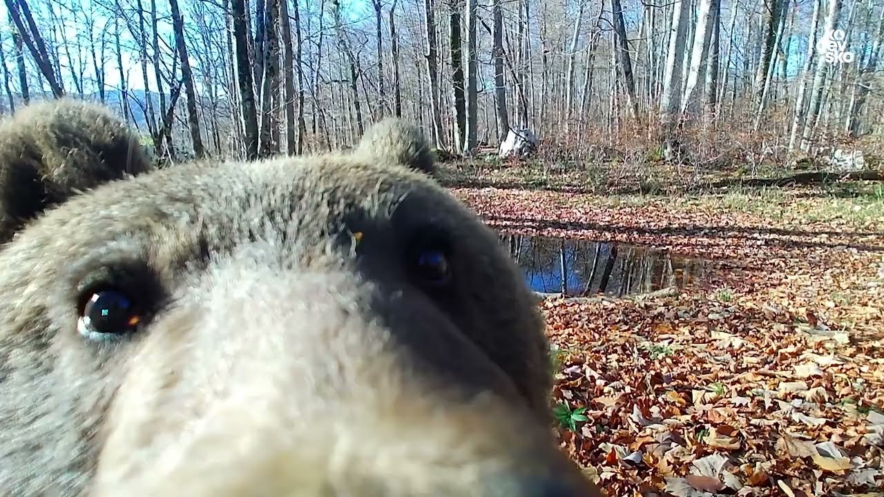 Dan v življenju vplivneža Medota / A Day in the Life of Medo the Bear 🐻