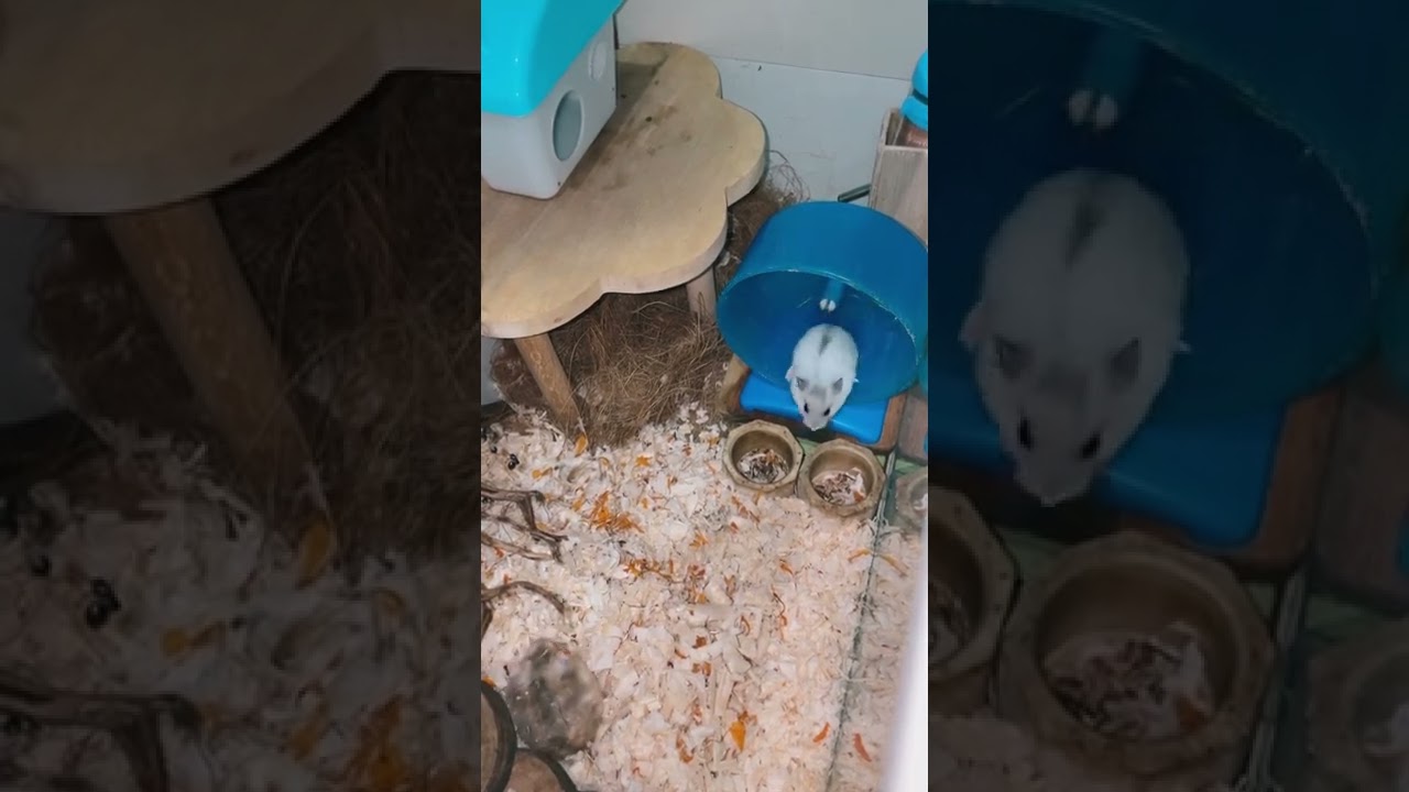 Hamster Winter White | Pearl n Blue Argente 🤍🤎🐹✨#hamsters #hamster #hamsterlife