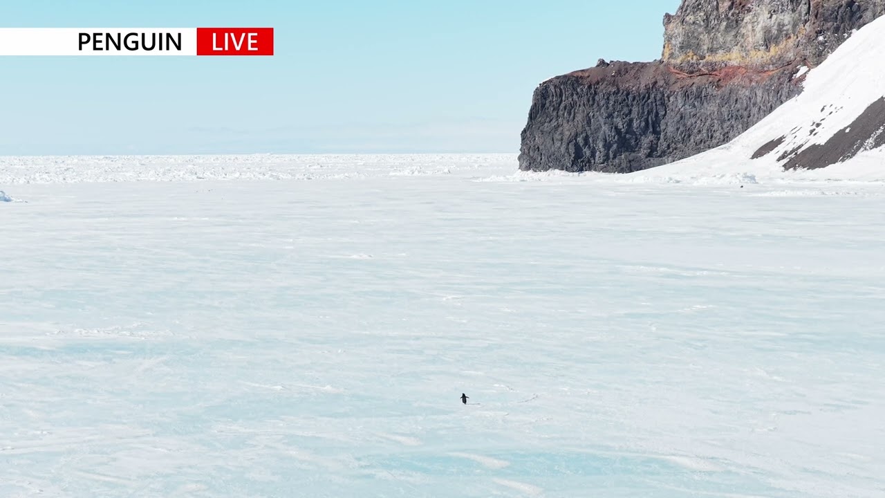 But Why? An Ad&eacute;lie penguin heading out to the sea alone