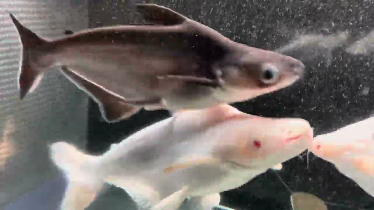 プラニセプス　再チャレンジ