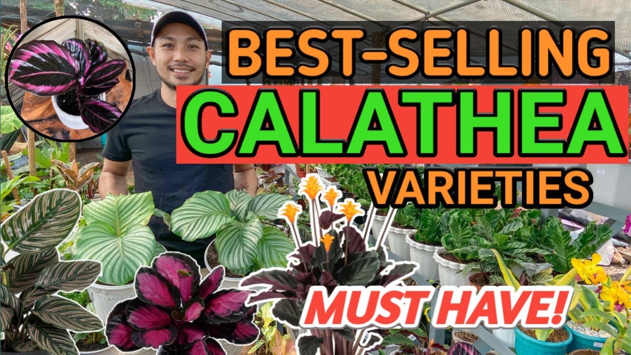 BEST-SELLING CALATHEA VARIETIES | 2021