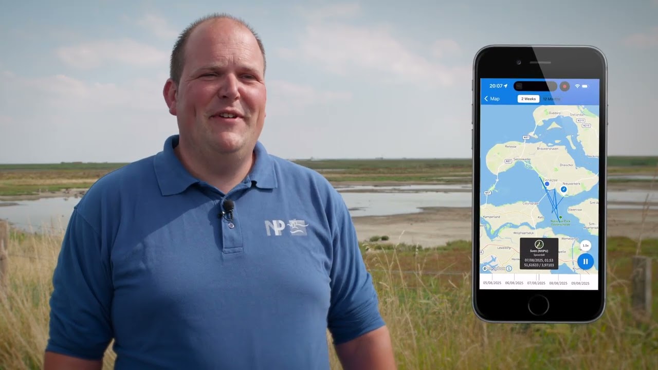 Lepelaars volgen in de Oosterschelde dankzij DELTA Energie