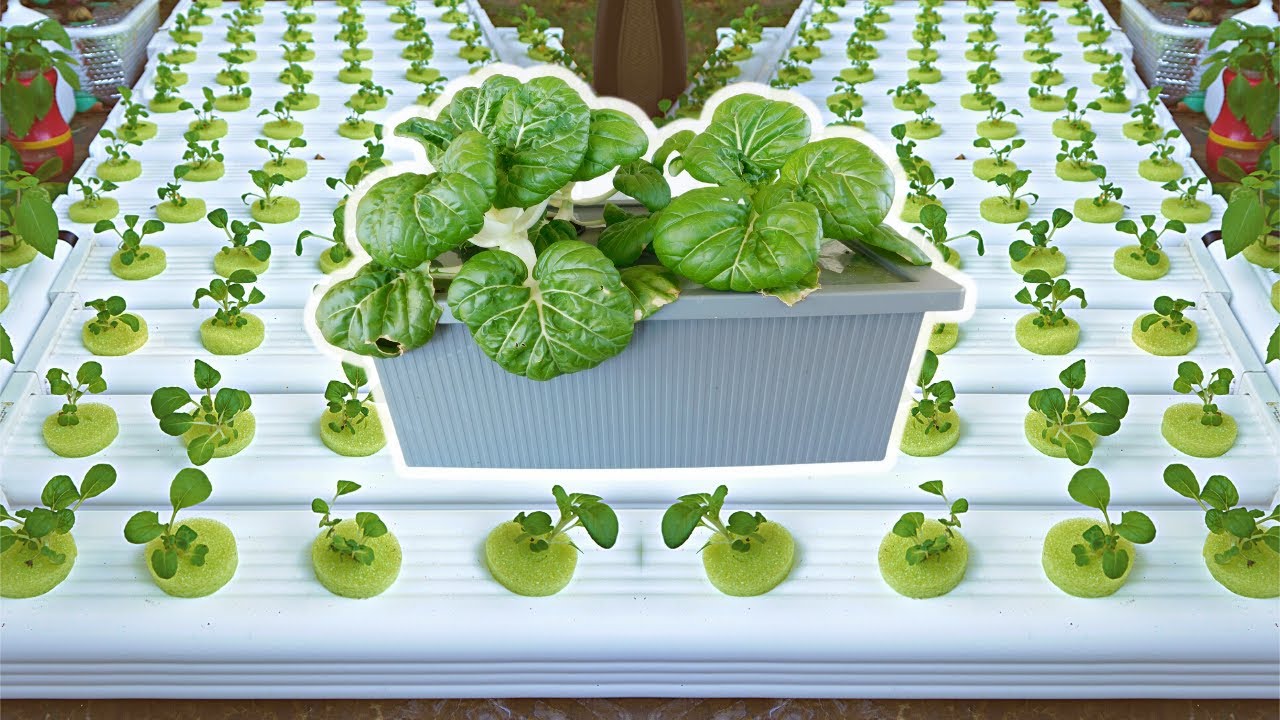 The Easiest Way to Grow Pak Choi or Bok Choy in Carefree Hydroponics