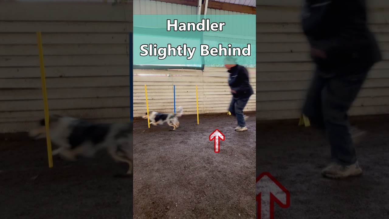 Weave Pole Entry at Speed - Pay Attention to How and Where Your Dog Brakes