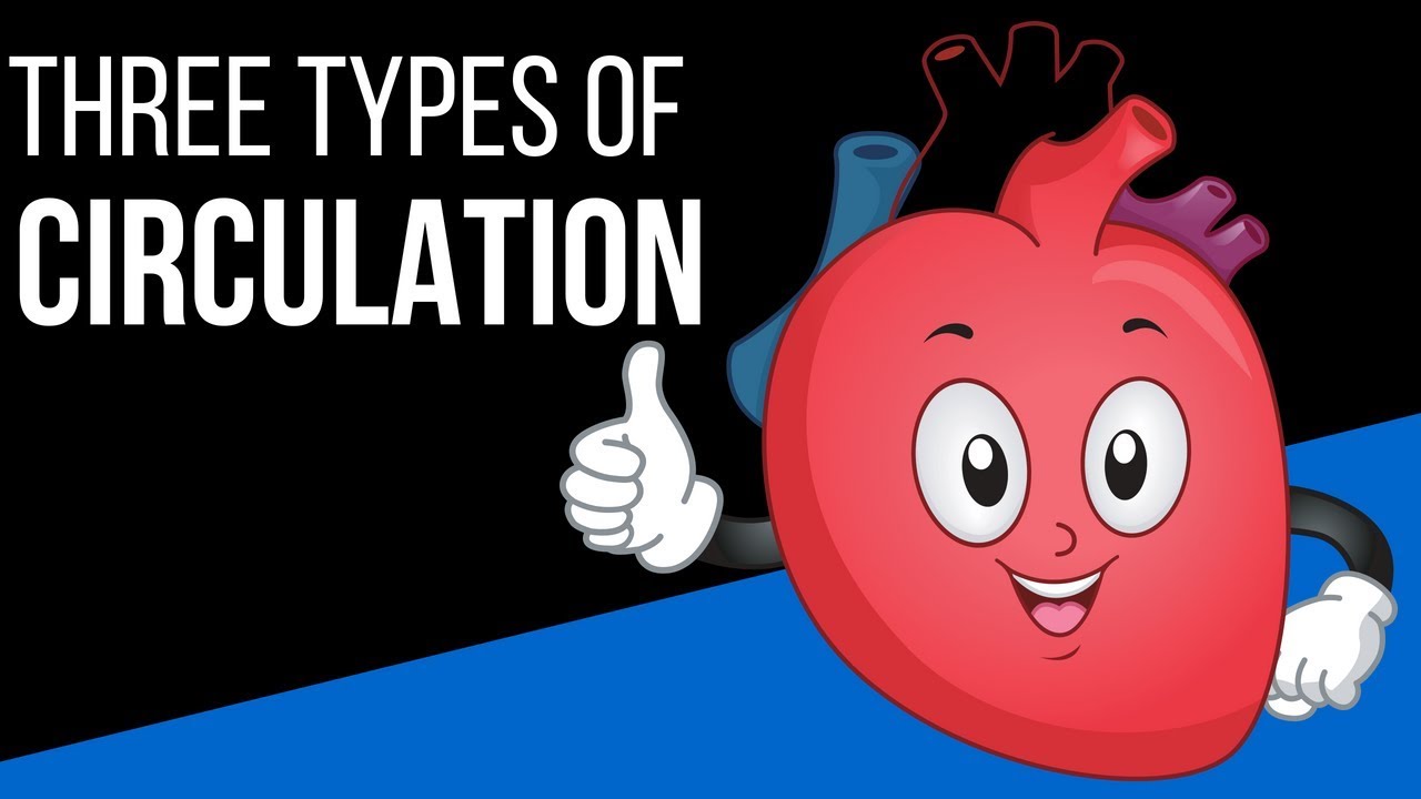 Three types of circulation in the body