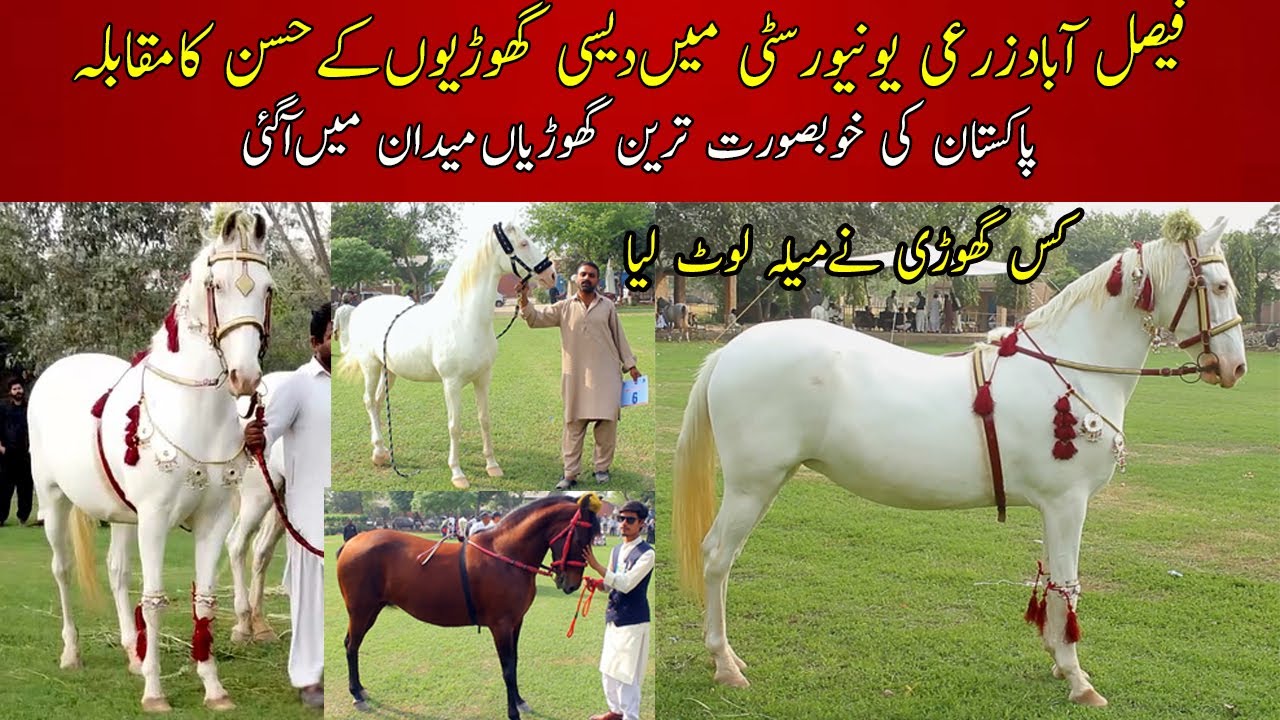 Desi Mares Beauty Competition 2022 | Faislabad Kisan Festival Agriculture university tent pegging