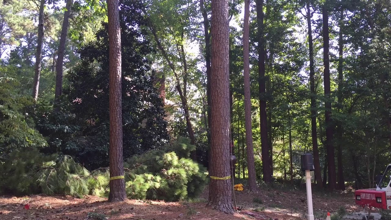 Cutting Down Trees Timelapse