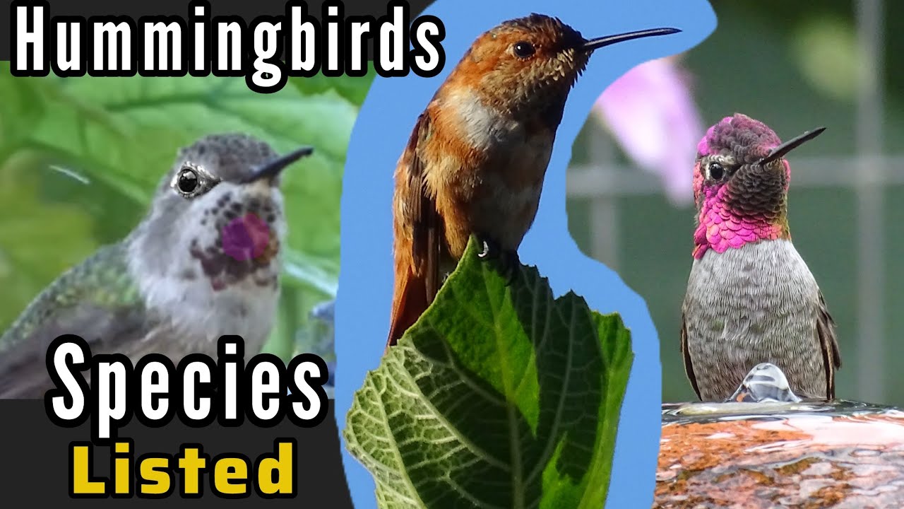 Hummingbirds *Types of Hummingbird Species in California Tips to Attract birds to Hummingbird Feeder
